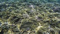 Underwater view of corals