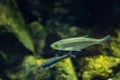 Underwater view of an Eurasian minnow fish in a river provides a glimpse of the aquatic life for aquarium or fishing enthusiasts Royalty Free Stock Photo