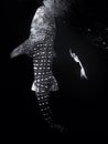 Underwater view of giant whale shark and woman freediver Royalty Free Stock Photo