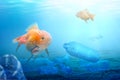 Underwater view with goldfish and plastic bottles in the water