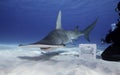 Underwater view of a great hammerhead shark at Bimini in the Bahamas.