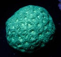 Green favia brain coral