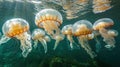 Underwater View of a Group of Jellyfish Royalty Free Stock Photo