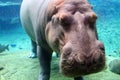 Underwater view of hippo