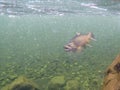 Underwater view of a hooked brown trout in a clear new zealand river