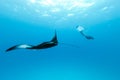 Underwater view of hovering Giant oceanic manta ray, Manta Birostris , and man free diving in blue ocean. Watching Royalty Free Stock Photo