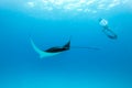 Underwater view of hovering Giant oceanic manta ray, Manta Birostris , and man free diving in blue ocean. Watching Royalty Free Stock Photo