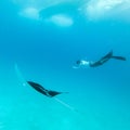 Underwater view of hovering Giant oceanic manta ray, Manta Birostris , and man free diving in blue ocean. Watching Royalty Free Stock Photo