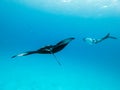 Underwater view of hovering Giant oceanic manta ray, Manta Birostris , and man free diving in blue ocean. Watching Royalty Free Stock Photo