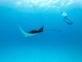 Underwater view of hovering Giant oceanic manta ray, Manta Birostris , and man free diving in blue ocean. Watching