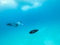 Underwater view of hovering Giant oceanic manta ray, Manta Birostris , and man free diving in blue ocean. Watching