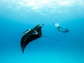 Underwater view of hovering Giant oceanic manta ray, Manta Birostris , and man free diving in blue ocean. Watching