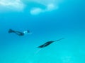 Underwater view of hovering Giant oceanic manta ray, Manta Birostris , and man free diving in blue ocean. Watching Royalty Free Stock Photo