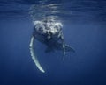 Underwater view of a humpback whale calf as it comes up to breath. Royalty Free Stock Photo