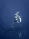 Underwater view of a humpback whale calf as it comes up to breath. Royalty Free Stock Photo