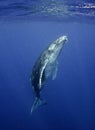 Underwater view of a humpback whale calf as it comes up to breath.