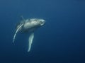 Underwater view of a humpback whale calf as it comes up to breath. Royalty Free Stock Photo