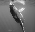 Underwater view of a humpback whale calf. Royalty Free Stock Photo