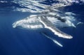 Underwater view of a humpback whale calf. Royalty Free Stock Photo