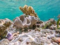Underwater view of La Digue coral reef Royalty Free Stock Photo