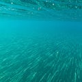 Underwater view of a large school of small, slender fish swimming in the same Royalty Free Stock Photo