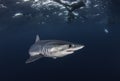 Underwater view of a mako shark swimming offshore from Western Cape South Africa