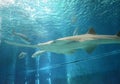 Underwater view of marine life Saw of Sawfish in Genoa Aquarium Royalty Free Stock Photo