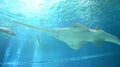 Underwater view of marine life Saw of Sawfish in Genoa Aquarium