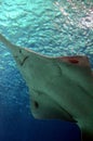 Underwater view of marine life Saw of Sawfish in Genoa Aquarium Royalty Free Stock Photo