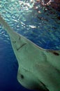 Underwater view of marine life Saw of Sawfish in Genoa Aquarium Royalty Free Stock Photo