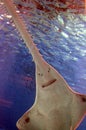 Underwater view of marine life Saw of Sawfish Royalty Free Stock Photo