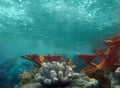 Underwater View of the Ocean With LIght Shining Th Royalty Free Stock Photo