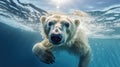 Underwater view of a polar bear swimming Royalty Free Stock Photo