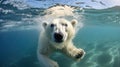 Underwater view of a polar bear swimming Royalty Free Stock Photo