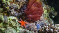 Underwater view, red starfish at night on a coral reef Royalty Free Stock Photo