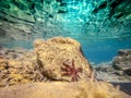 Underwater view of red starfish on the stone covered with algae Royalty Free Stock Photo