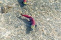 Salmon on the Kuril Lake, Kamchatka, Russia. Underwater view