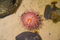 Underwater View of Sea Anemone