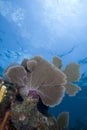 Sea fans in the Florida Keys National Marine Sanctuary