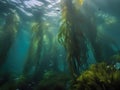 Underwater view of seabed with seaweed and sun rays