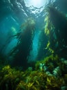 Underwater view of seabed with seaweed and sun rays