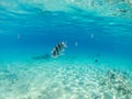 Underwater view of sergeants fishes and coral reef of the Red sea