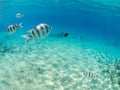 Underwater view of sergeants fishes and coral reef of the Red sea