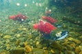 Spawning sockeye salmon on the Russian River, Alaska