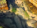 Underwater view with stones, algae and sea urchins, before rising tide.