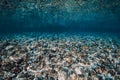 Underwater view with stones bottom and reflection on surface in ocean