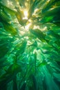 Underwater View of Sunlight Streaming Through a Forest of Seaweed in a Crystal Clear Ocean Royalty Free Stock Photo