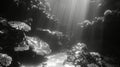 Underwater view of a tropical coral reef. Black and white Royalty Free Stock Photo