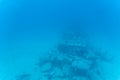 Underwater view, Waikiki submarine ride