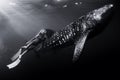 Underwater view of woman snorkeler swims with whale shark Royalty Free Stock Photo